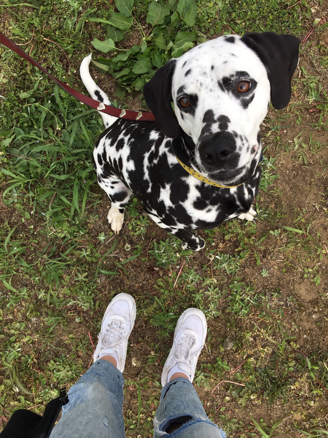 ポンゴ君、動物との共生を考える会さんの運動会初参加 ダルメシアンの里親日記